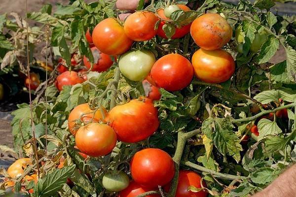 Низкорослые томаты для открытого грунта: правильный подбор сортов и гибридов