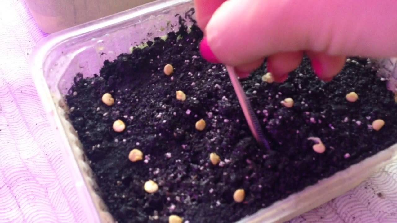Как правильно вырастить рассаду баклажанов из семян в домашних условиях
