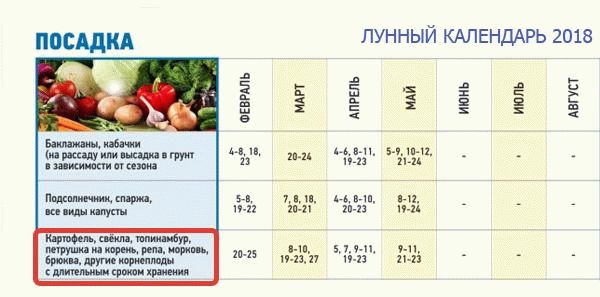Схема посадки моркови в гранулах