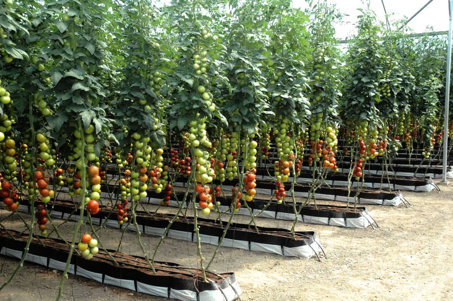 Гидропоника для помидоров своими руками: оборудование, выращивание