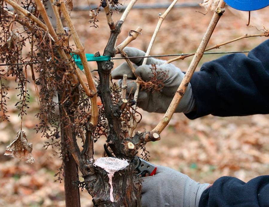 Как укрывать виноград на зиму: подготовка к укрытию, какой использовать укрывной материал
