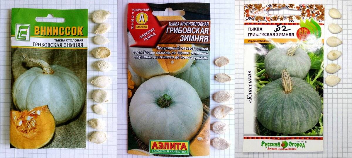 Сорта кустовой тыквы: выращивание и уход в открытом грунте, фото и описание ухода, как формировать и прищипывать