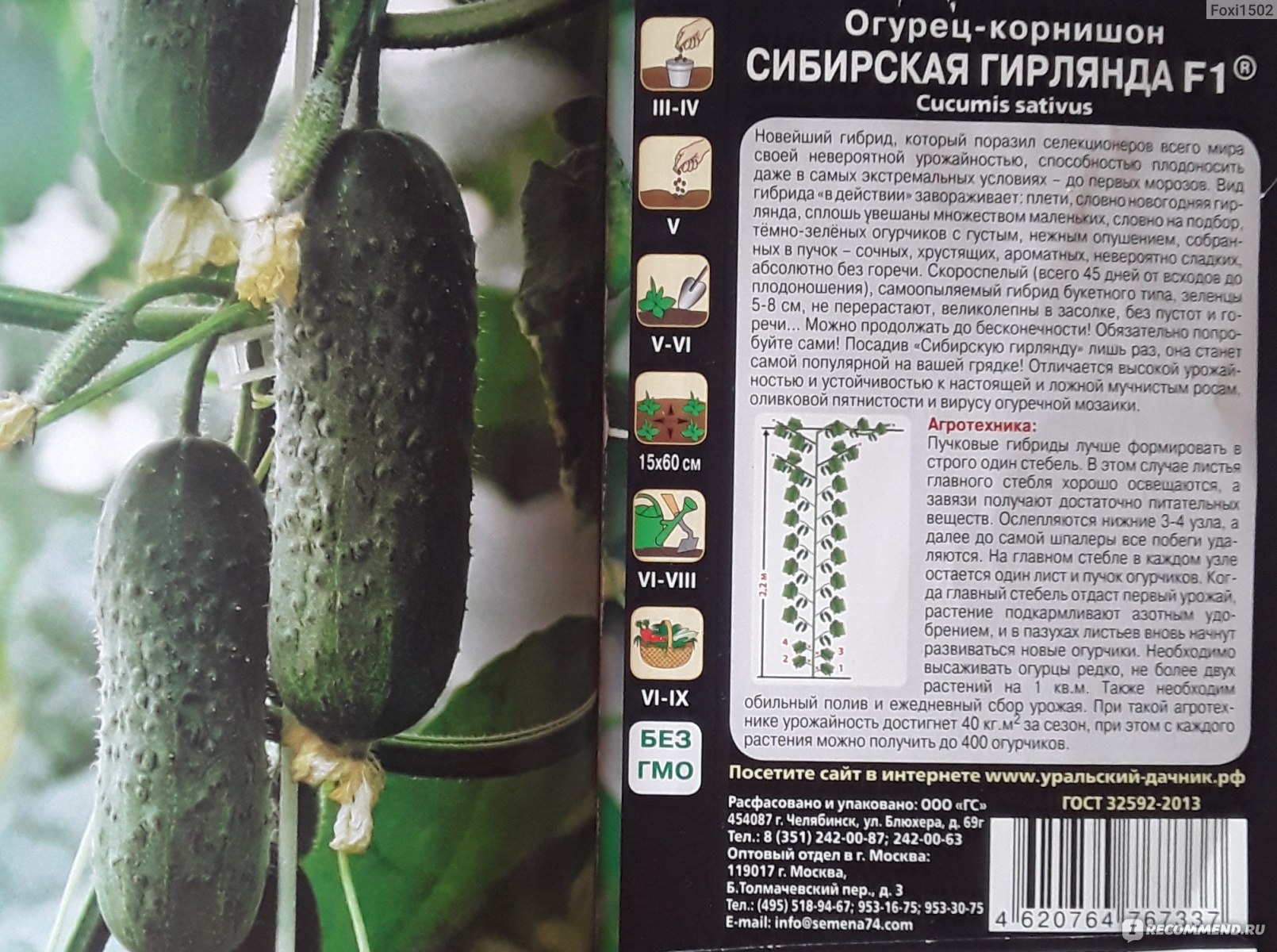 Огурец сибирская гирлянда f1: отзывы, фото урожая, описание суперпучкового корнишона, урожайность сорта, посадка, выращивание и уход