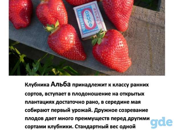 Клубника сорт альба описание и фото и описание