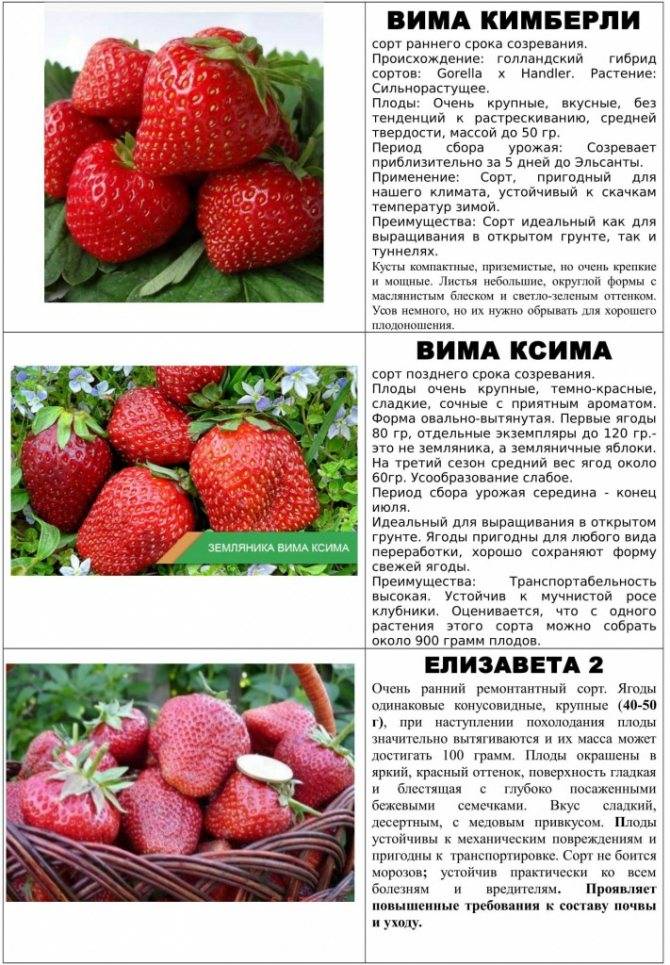 Клубника "богота": описание сорта, характеристика ягод, выращивание и отзывы