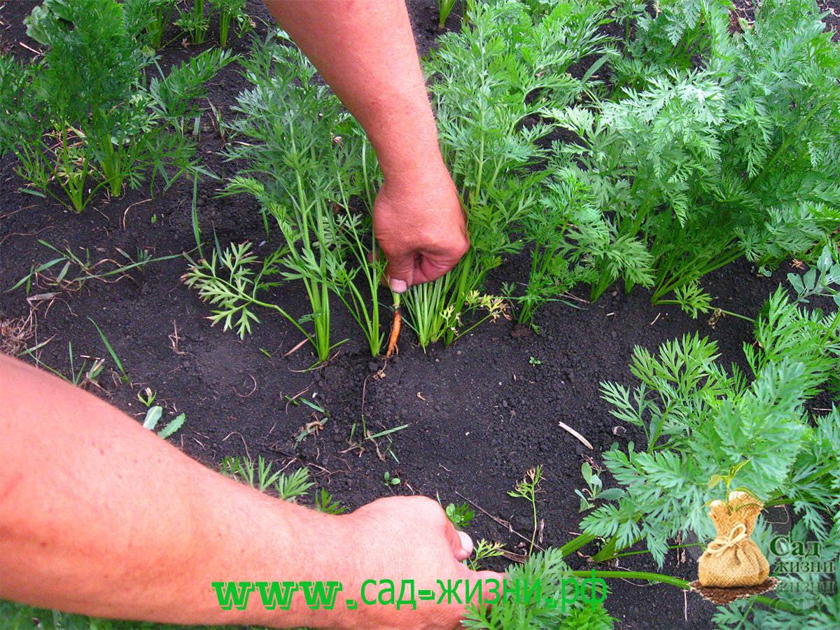 Уход за морковью в открытом грунте: как выращивать, чтобы был хороший урожай