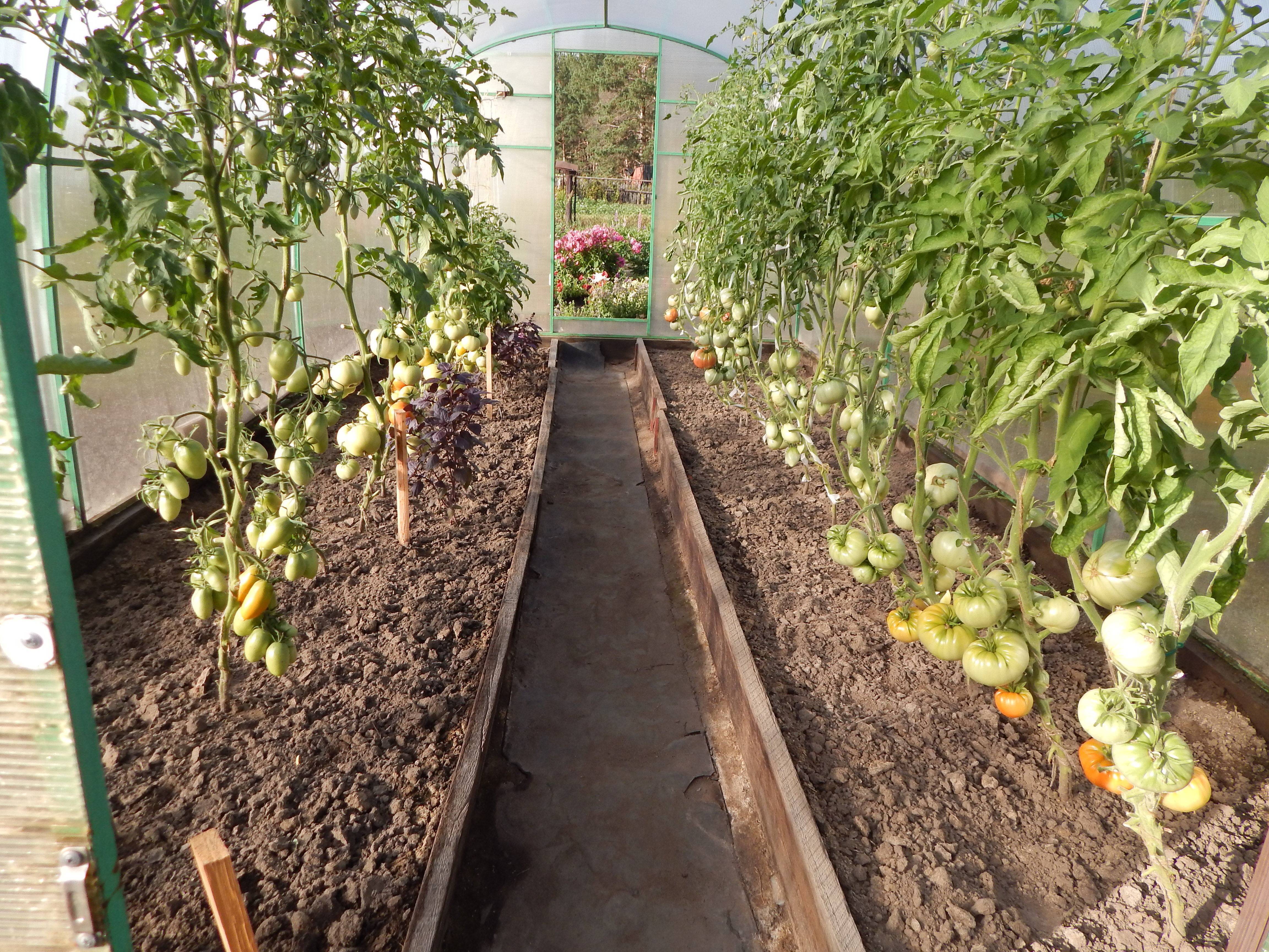 Посадка помидор в теплицу из поликарбоната: когда высаживать и как сажать