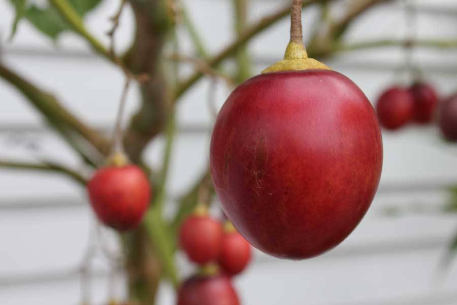 Тамарилло: выращивание фрукта в домашних условиях, фото томатного дерева
