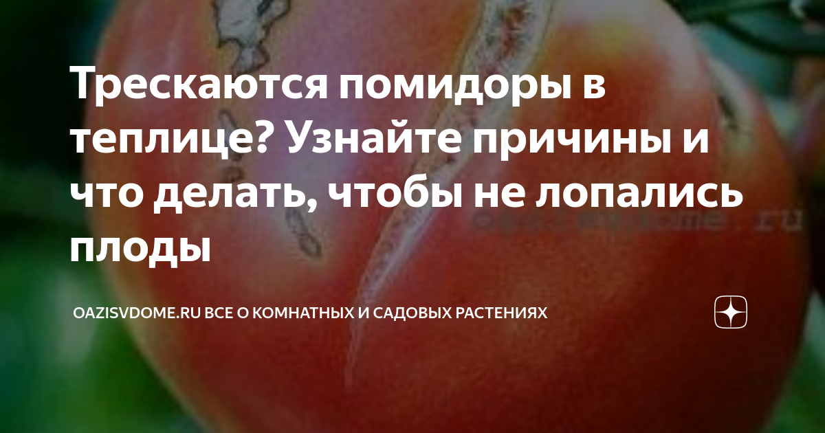 Почему трескаются помидоры в теплице при созревании: почему лопаются томаты в теплице