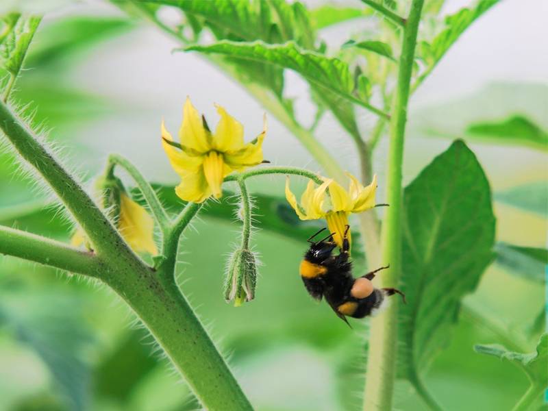 Почему желтеют листья у дыни в открытом грунте: что делать и как лечить