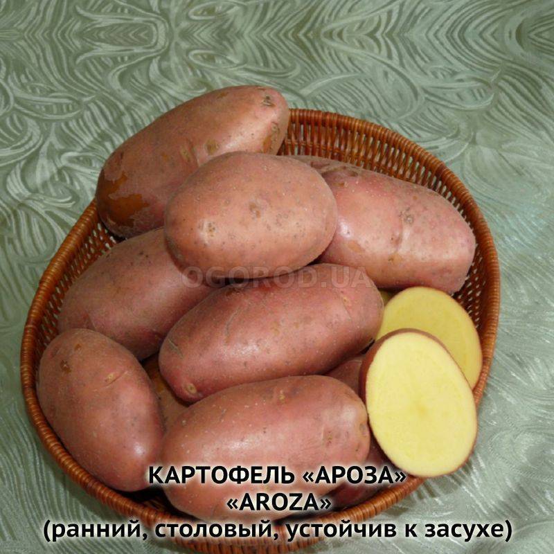 Сорта картофеля: описания сортов с фото, отзывы