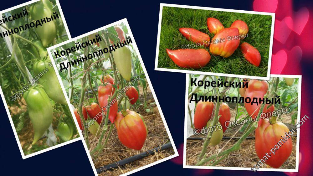 Семена: томат корейский длинноплодный. томаты, семена овощей. , , . продажа и доставка по краснодару и россии.