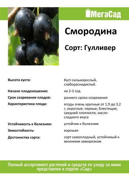 Смородина багира черная: описание сорта и отзывы