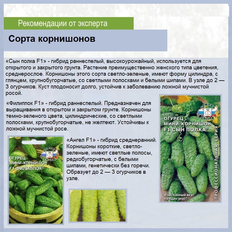 Тепличные сорта огурцов: описание и фото, самые урожайные, пучковые и кустовые