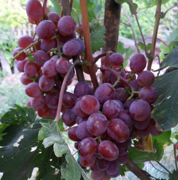 Виноград виктория: описание сорта, его характеристики и фото