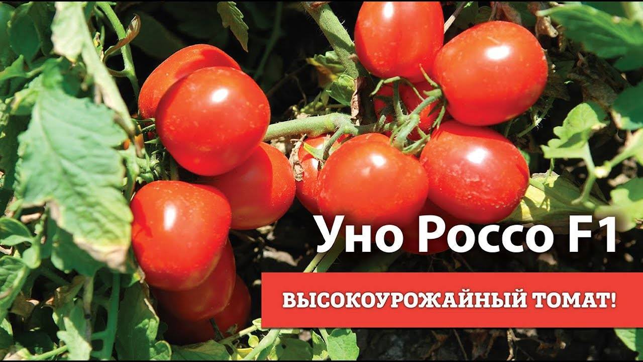 Томат уно россо - описание и характеристика сорта