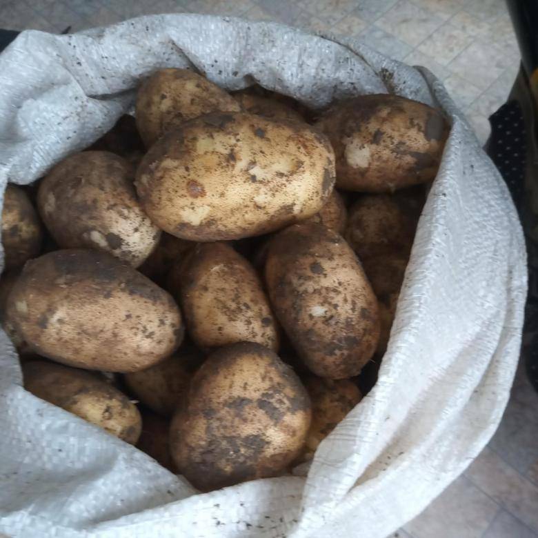 Тулеевский картофель: описание сорта и агротехнические особенности, характерные признаки и достоинства