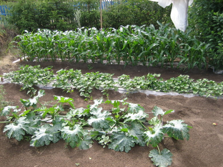Как вырастить хороший урожай кабачков в открытом грунте