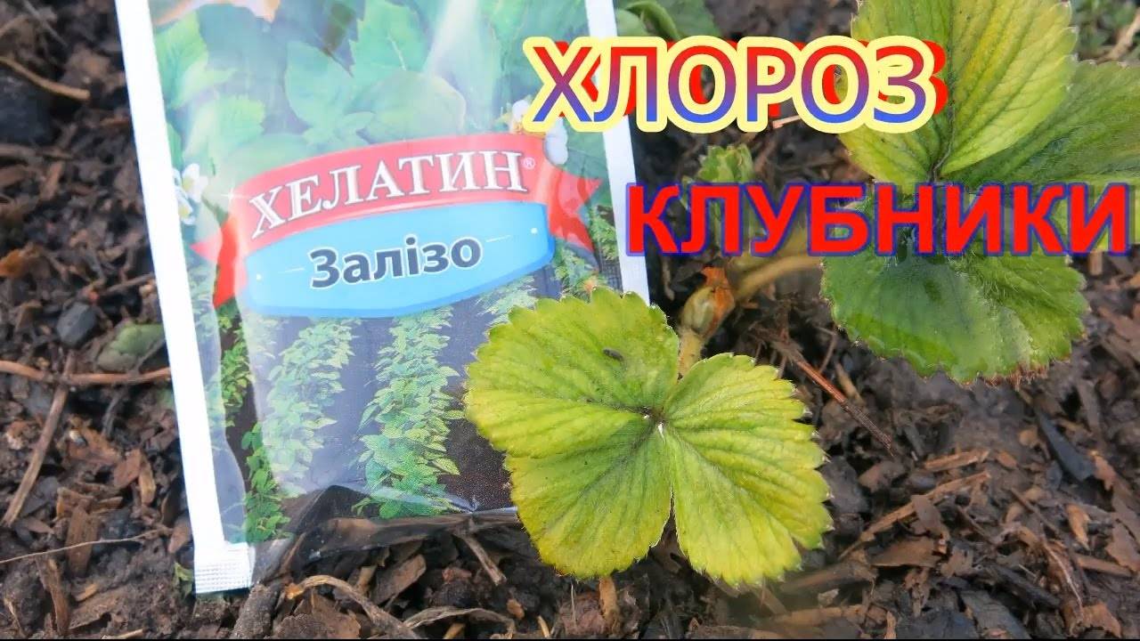 Хлороз на клубнике фото как лечить