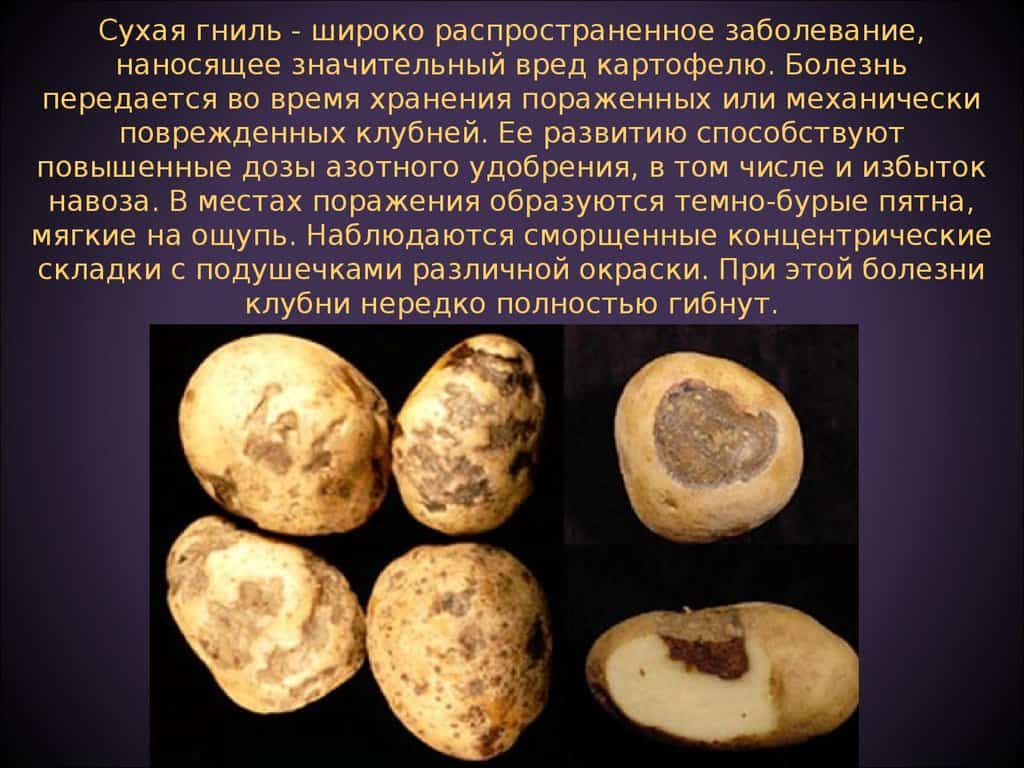 Парша на картофеле: как бороться, что делать, описание, виды, фото