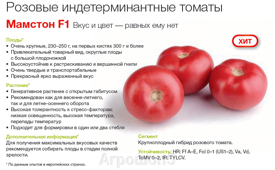 Описание и характеристика помидор Воевода F1, советы по выращиванию и уходу