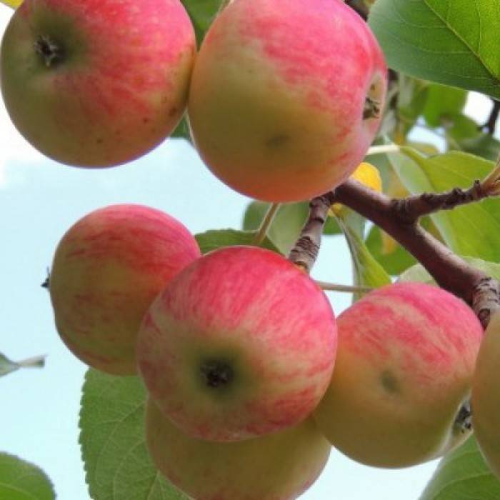 ✅ о яблоне июльское черненко: описание и характеристики сорта, посадка и уход