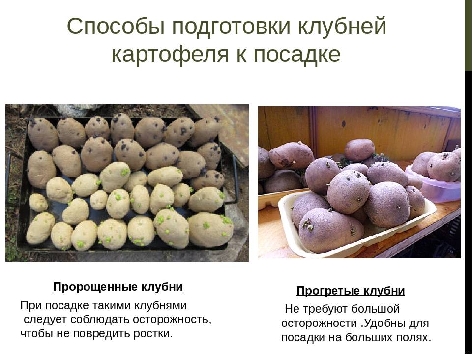 Сорт картофеля елизавета: фото, отзывы, описание, характеристики.