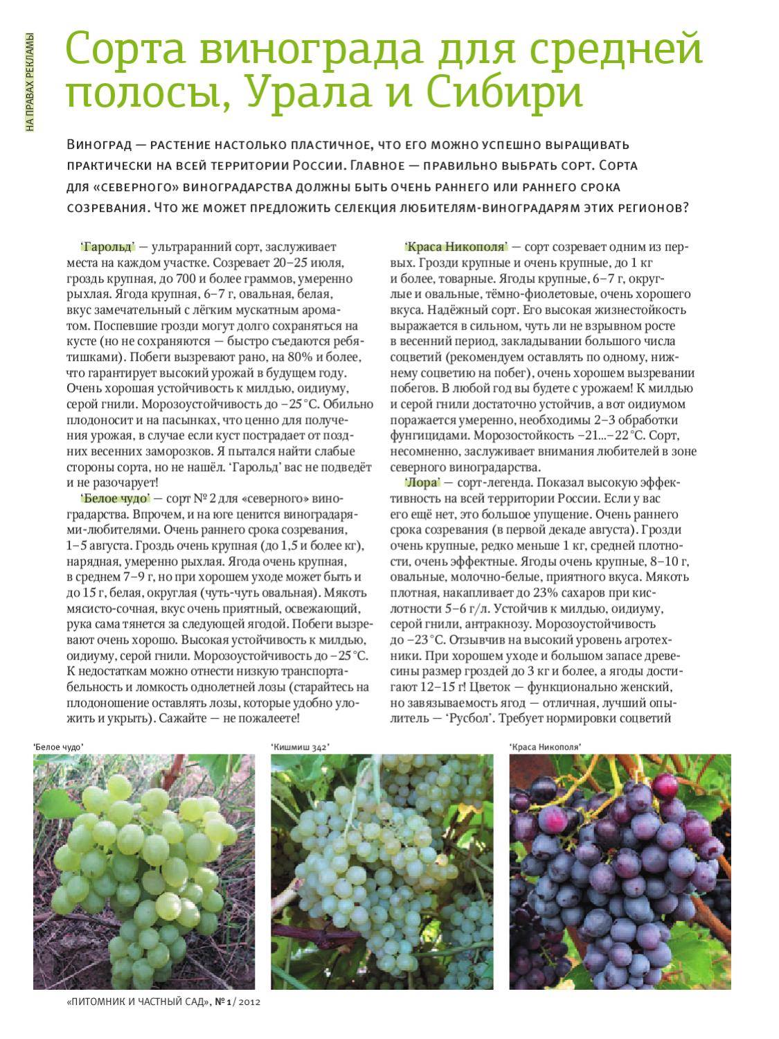 Виноград в сибири - посадка и уход для начинающих, выращивание в открытом грунте, как ухаживать весной
