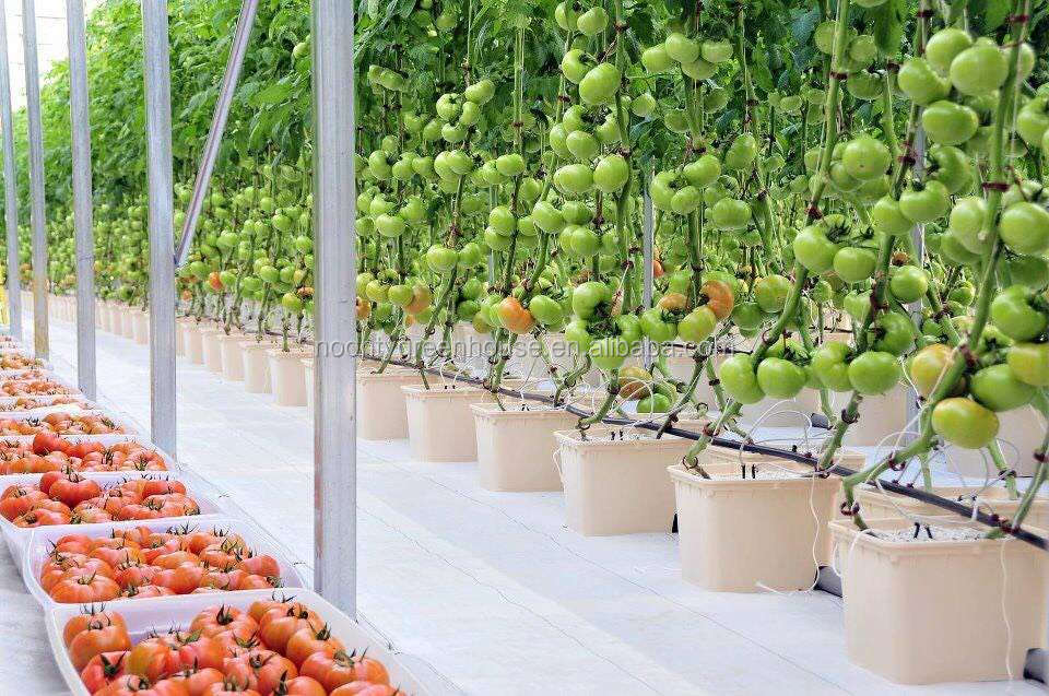 Как вырастить помидоры на гидропонике в теплице и домашних условиях