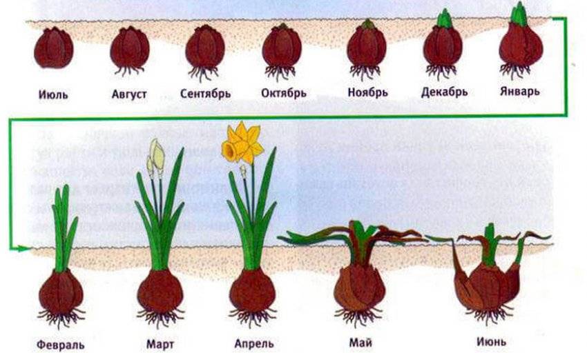 Нарциссы схема посадки