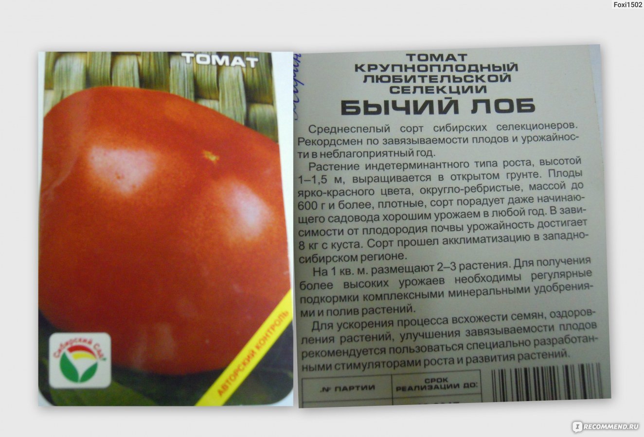 Высокорослый великан с отменным вкусом — томат бычий лоб: описание сорта и его характеристики