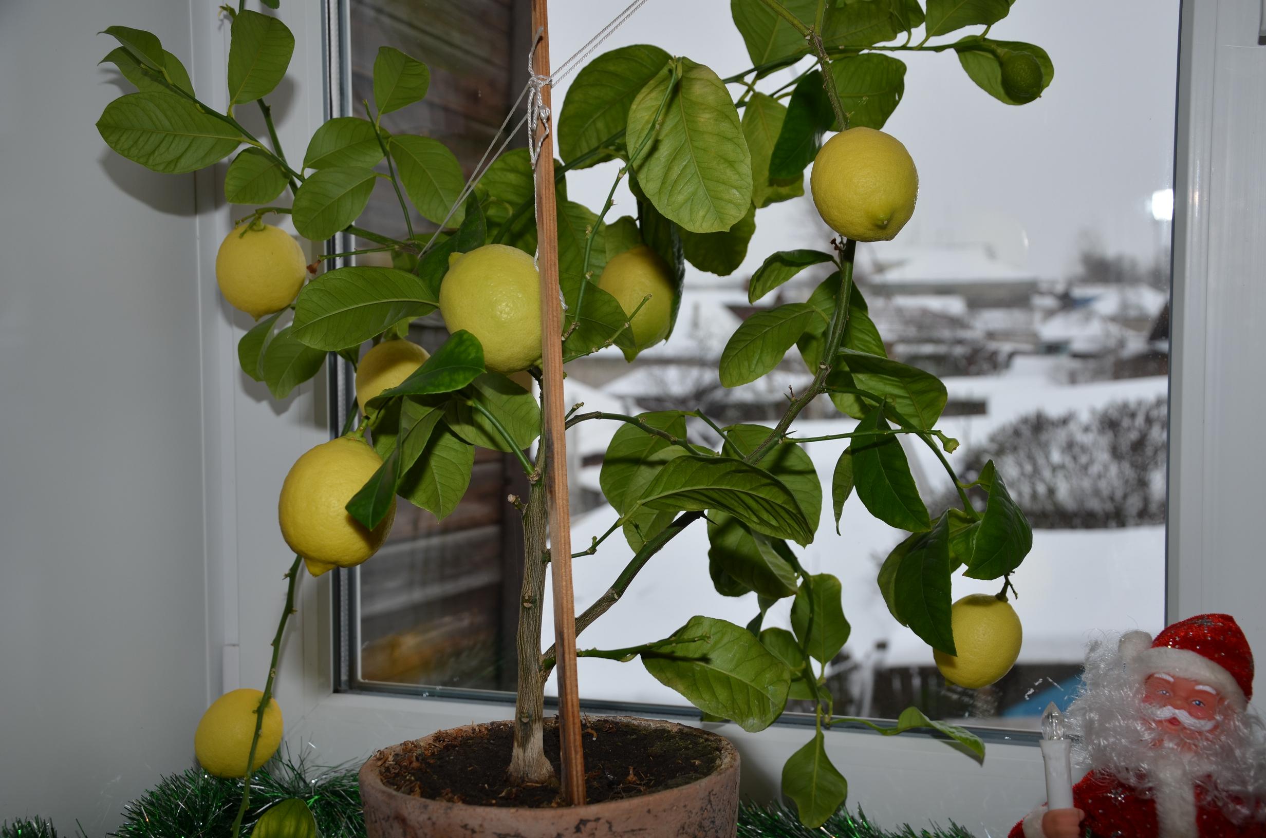 Павловский лимон в домашних условиях: уход, способы размножения, заболевания и вредители