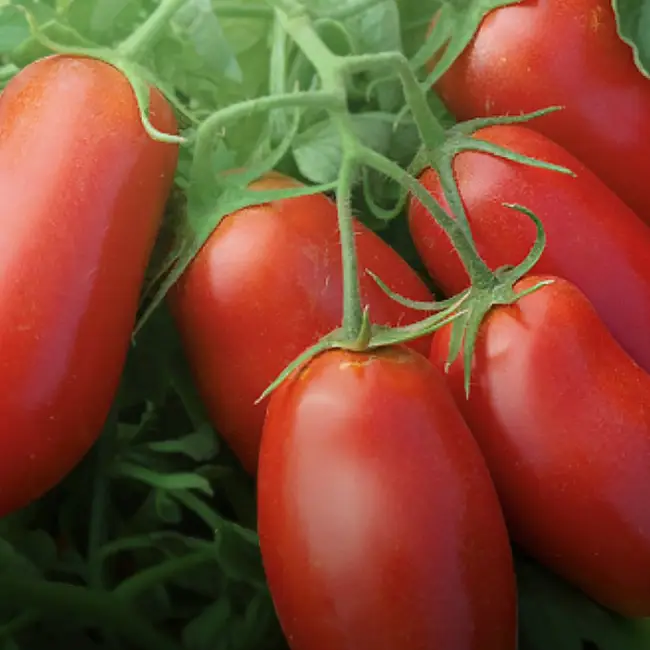 Томат рокер: характеристика и описание сорта, отзывы тех кто сажал помидоры об их урожайности, фото куста