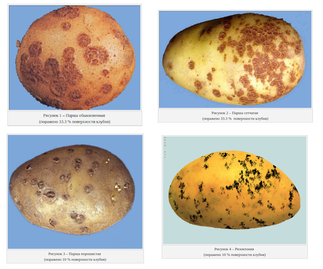 Ризоктониоз картофеля: фото, описание и лечение заболевания