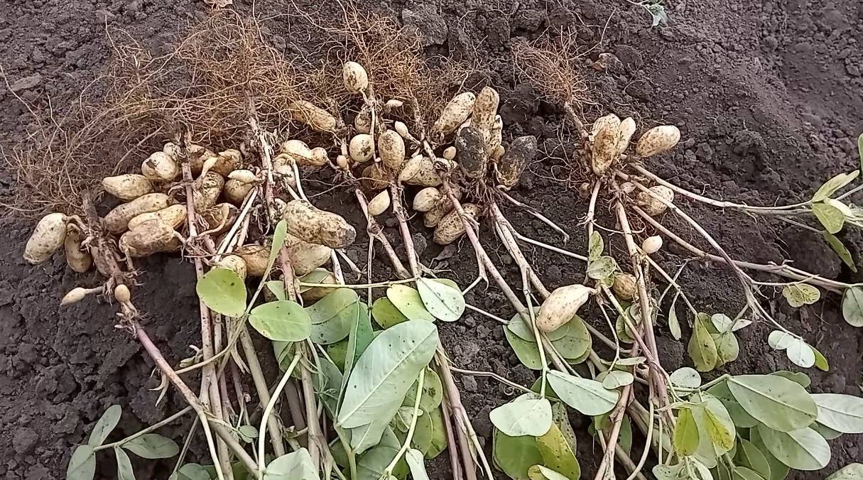 Как вырастить арахис земляной орех на огороде