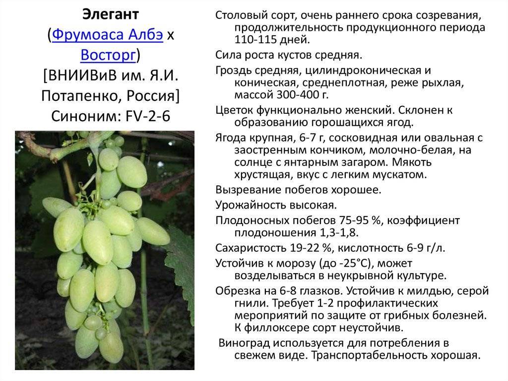 Виноград галахад описание сорта с фото и отзывами