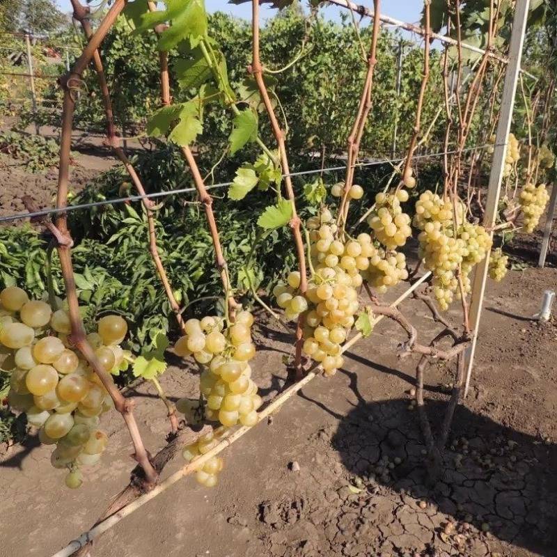 Чем подкормить виноград весной для хорошего урожая в 2023 году: народные средства, благоприятные дни, по регионам