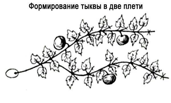 Схема посадки тыквы в открытый