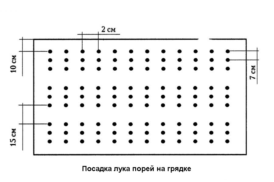 Схема посадки свеклы в открытом грунте расстояние между рядами