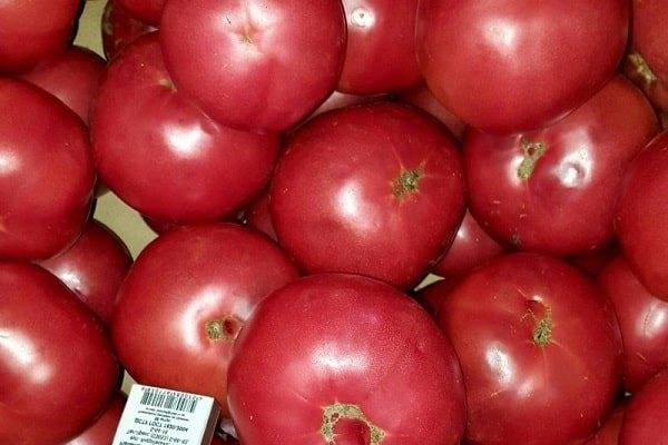 Томат верна: характеристика и описание сорта, отзывы об урожайности помидоров, фото куста