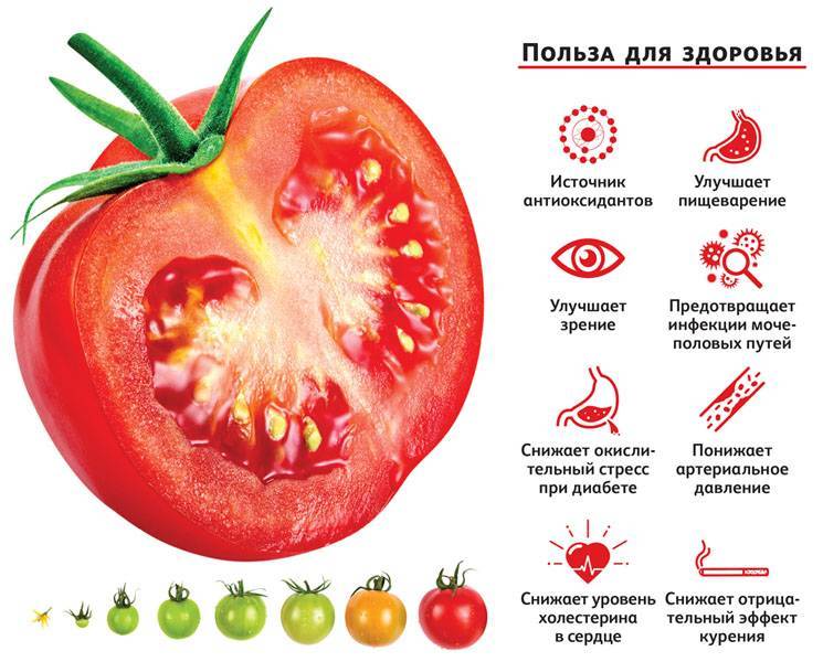 Целебные и полезные свойства помидора для организма витамины и фитоэлементы