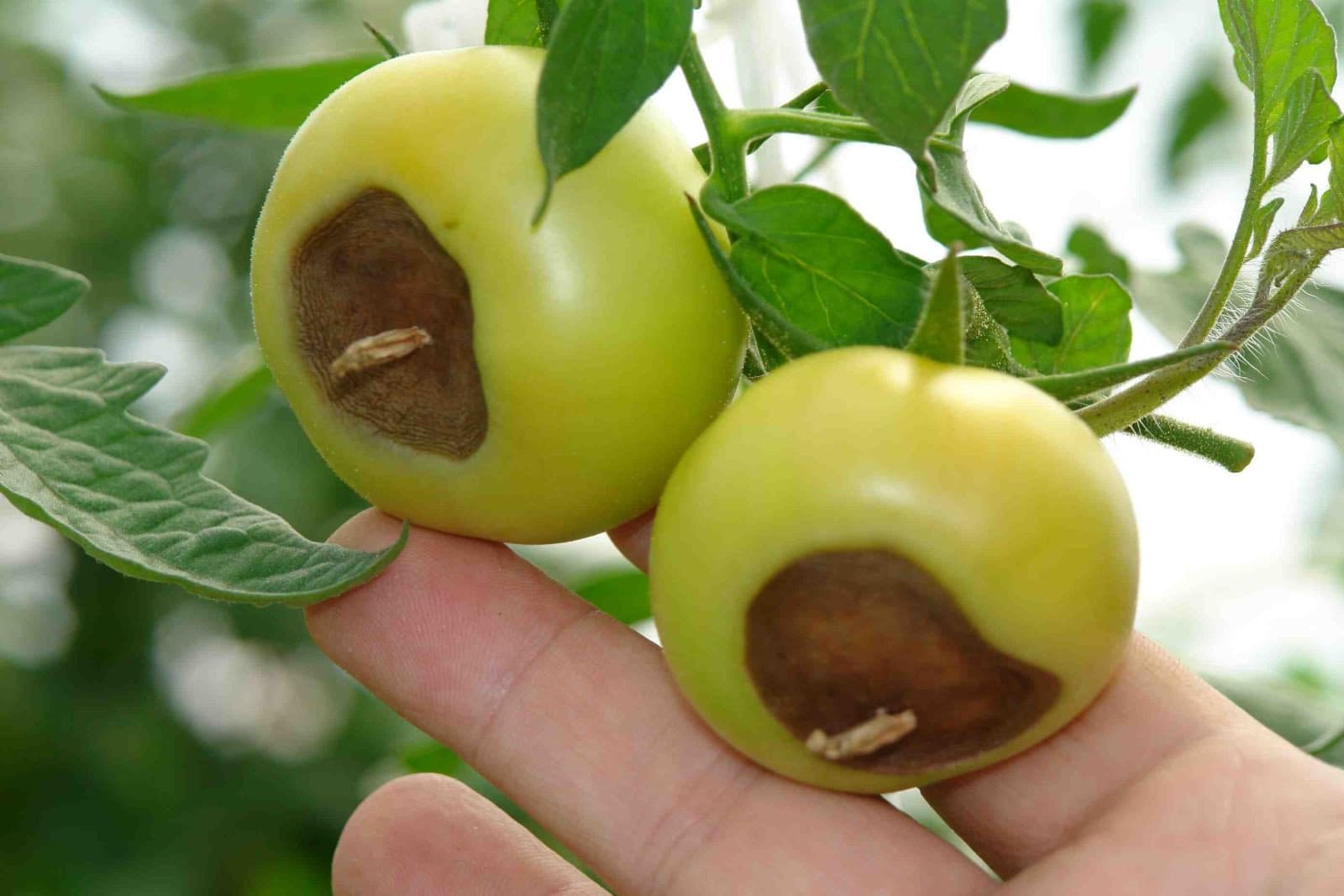 Вершинная гниль томатов в теплице и их лечение: меры борьбы