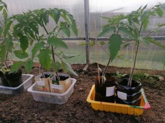 Когда сажать помидоры на рассаду в 2023 году. как правильно сажать