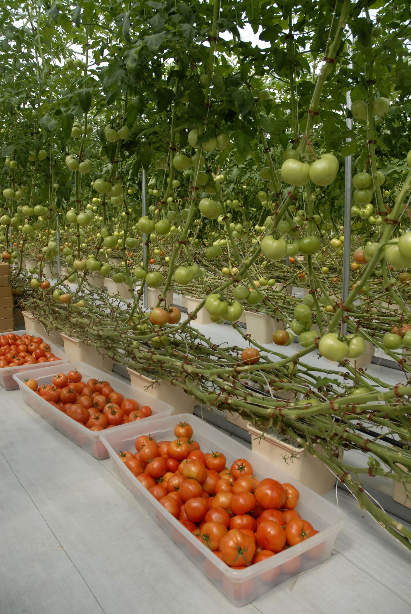 Томаты на гидропонике: процесс выращивания, семена, сорта томатов