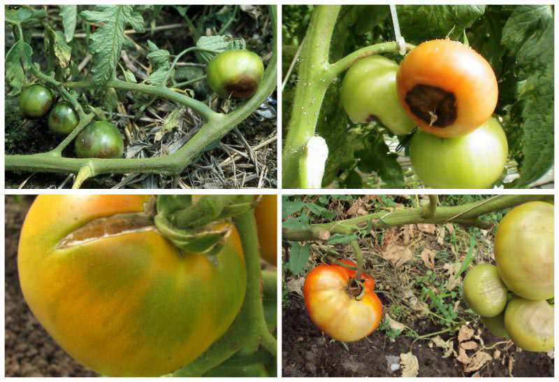 Чернеют листья у помидоров: разбираемся в причинах и лечим растения