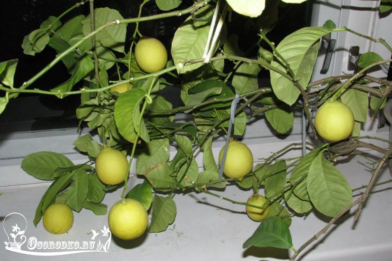Выращивание и уход за лимоном павловским