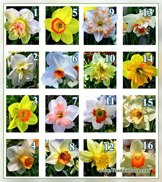 Разновидности нарциссов: 12 основных групп растения по международной классификации