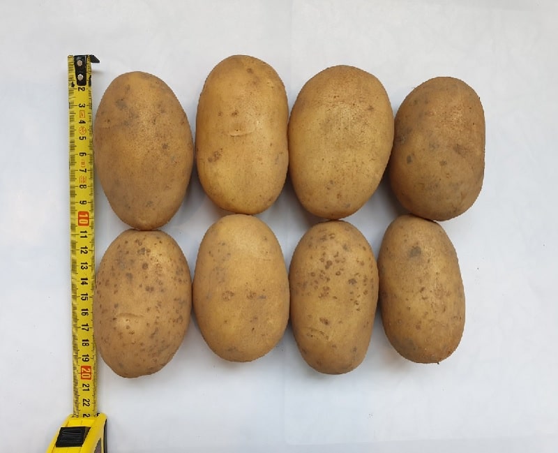 Сорт картофеля королева анна — описание, вкусовые качества, урожайность