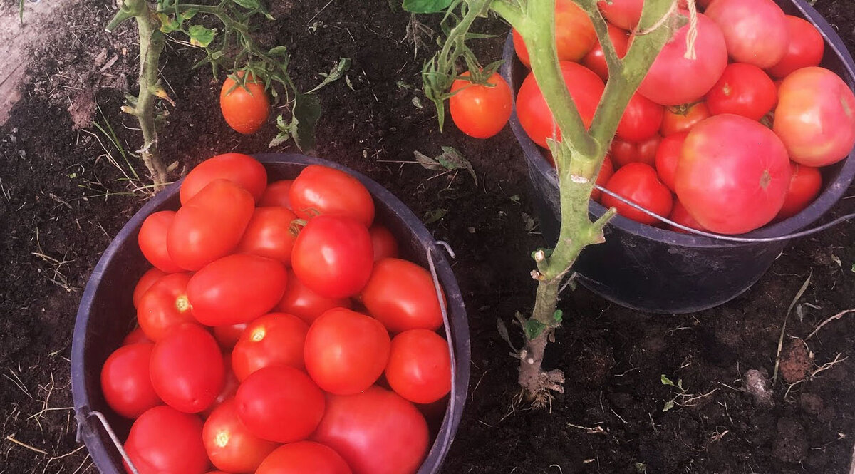 Метод терехиных по выращиванию томатов
метод терехиных по выращиванию томатов
