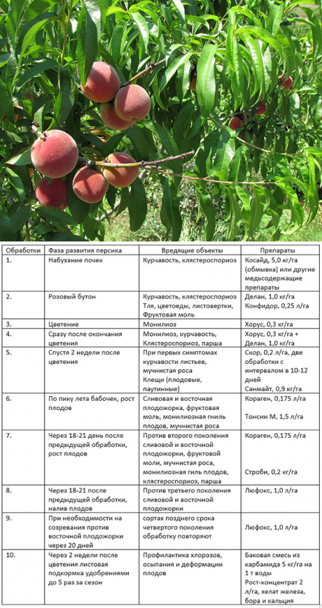 Обработка персика весной после цветения. Схема обработки яблонь весной. Подкормка плодовых деревьев таблица. Схема подкормки персика. Схема опрыскивания персика весной.